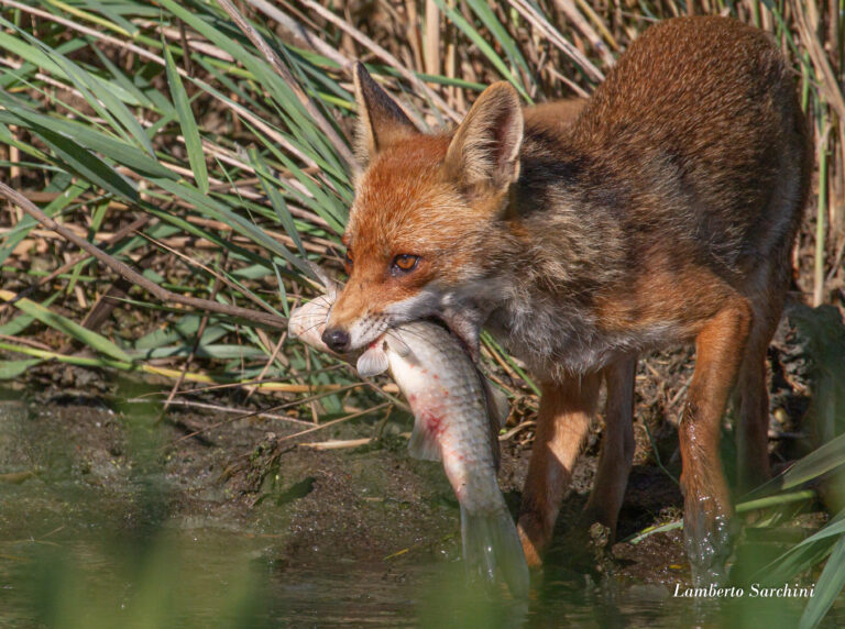 LA VOLPE E IL PESCE ( Album fotografico di LAMBERTO SARCHINI )