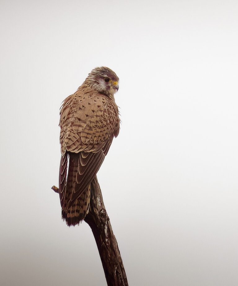 Rapaci e altre specie itali (foto di Michael Prugnola)