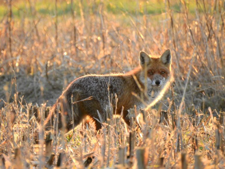 Fotografia naturalistica valle vecchia (foto di Nicholas Ciarla)